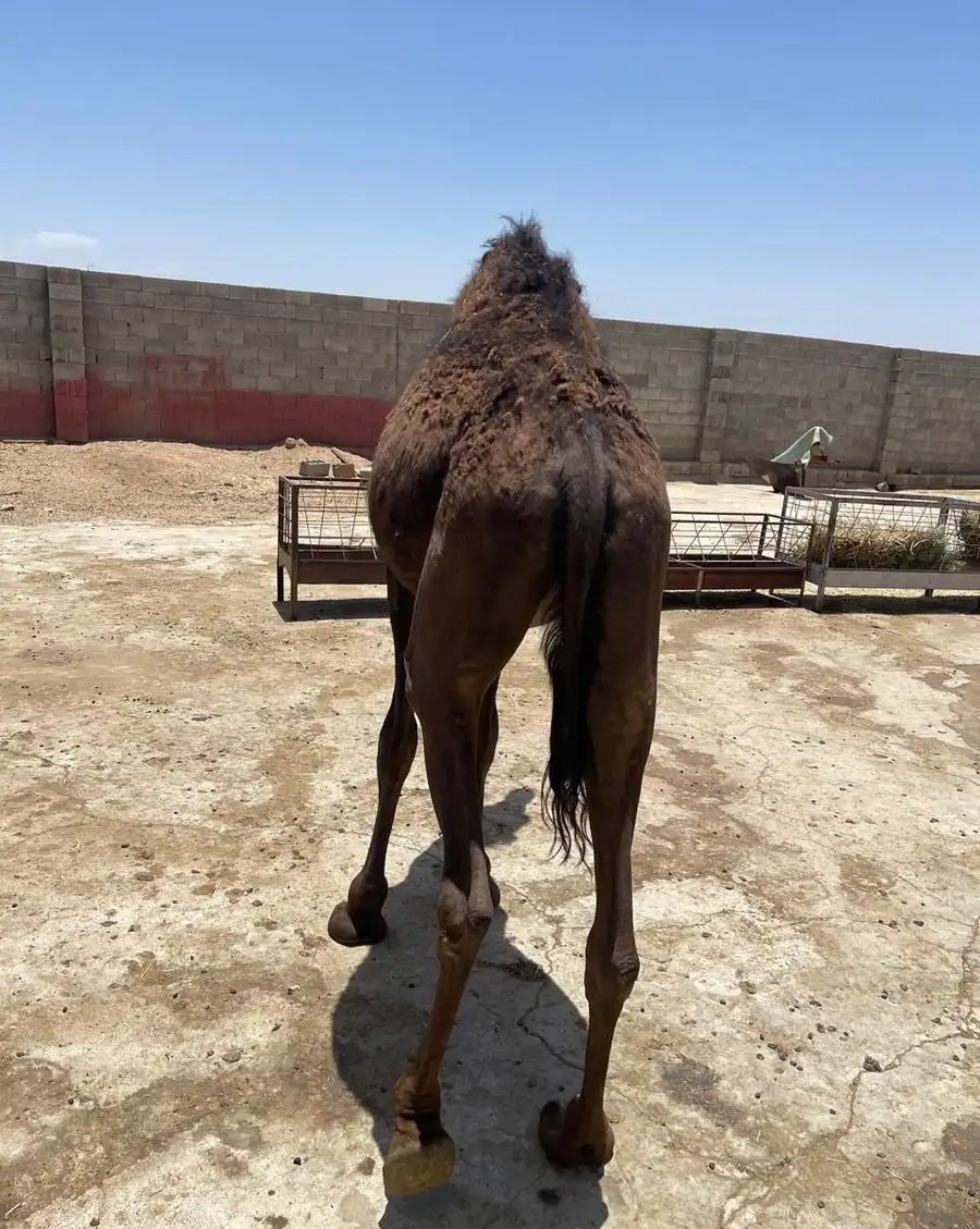 بكره نظيف للمناسبات عمرها 10 شهور سليمه من اي امراض