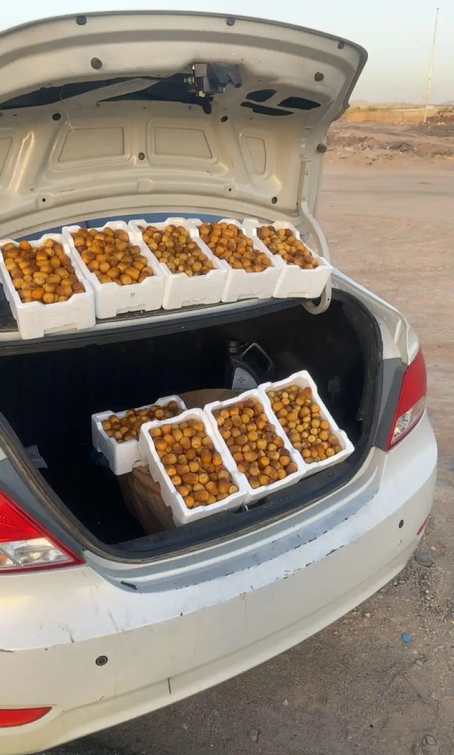 تمر روثانا للبيع