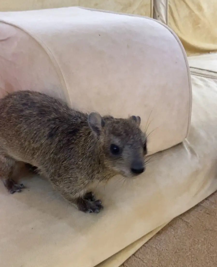 وبر ذكر اليف نص ونص