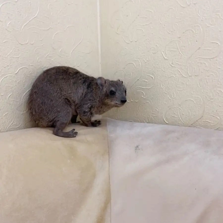 وبر ذكر اليف نص ونص