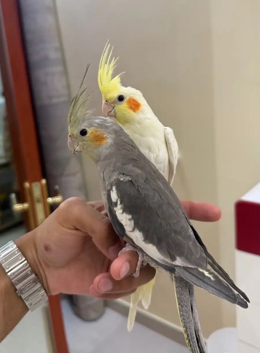 ببغاء كروان أليف