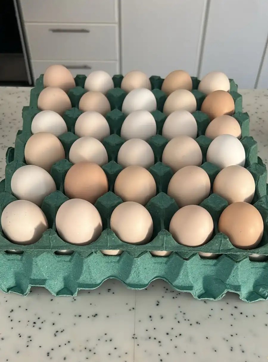 بيض بلدي مزرعة