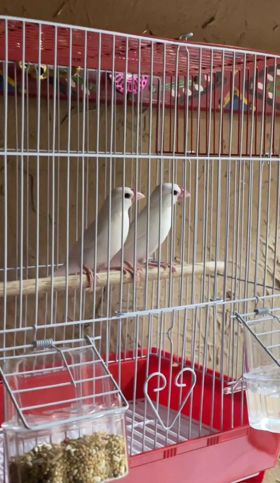 زوج جاوا ابيض صافي