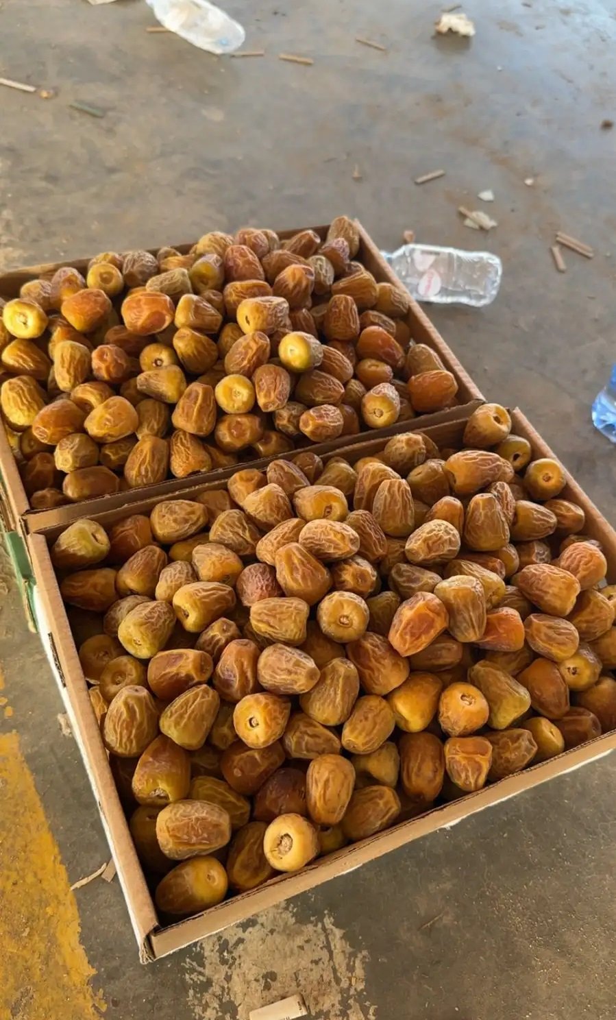 تمر سكري مفتل فاخر