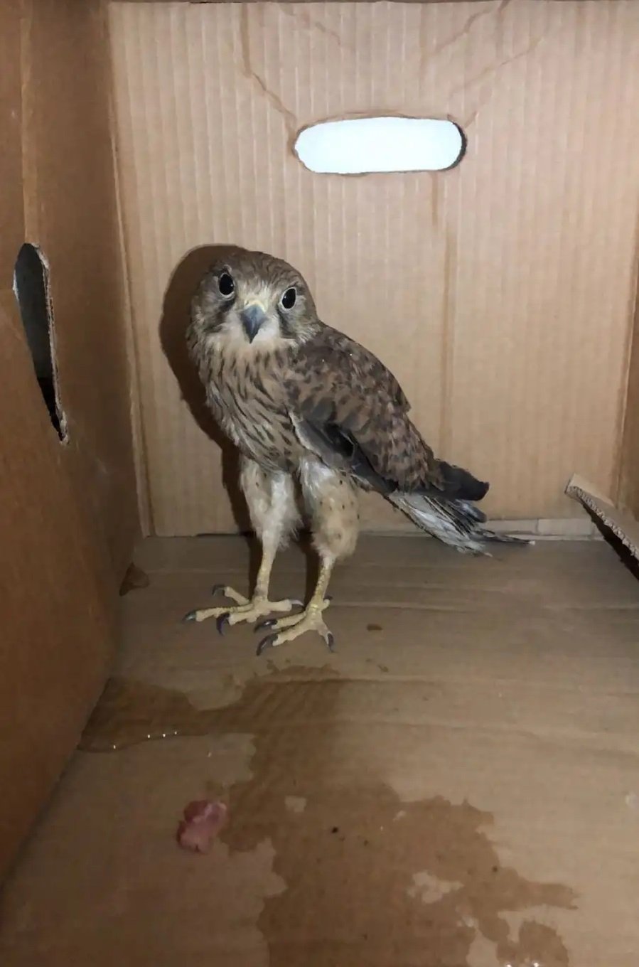 للبيع على السوم