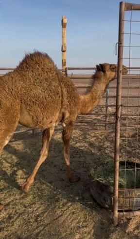 للبيع بكرة شحم على الحليب