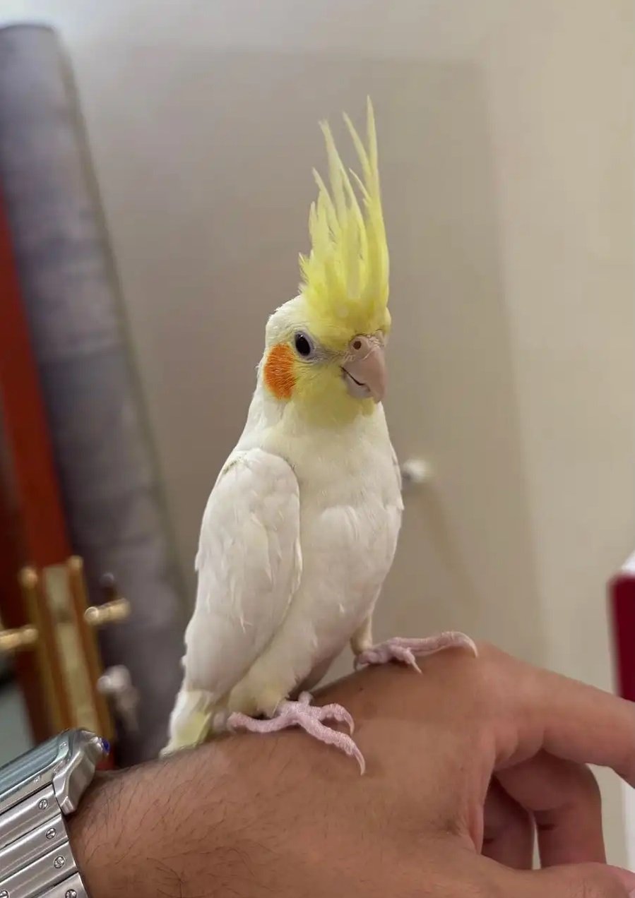 ببغاء كروان أليف