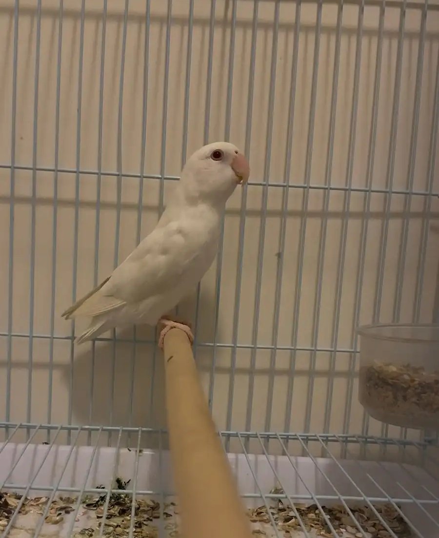 روز البينو عيون حمر