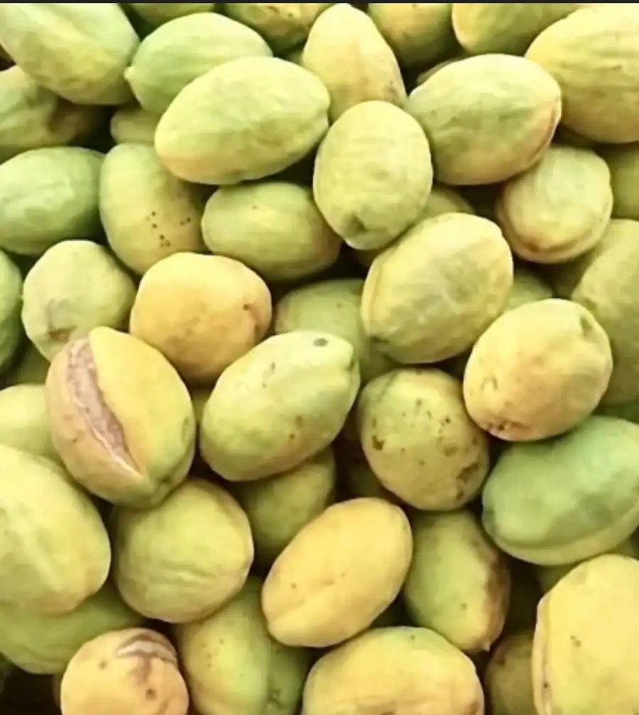 لوز بجري او لوز قطيفي