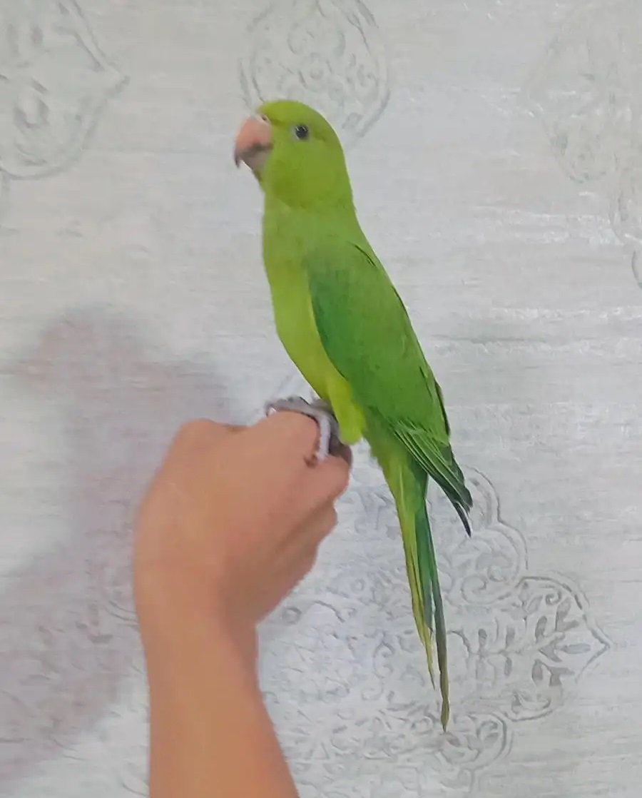 درة اليف هدد داخلي العمر6شهور السعر600