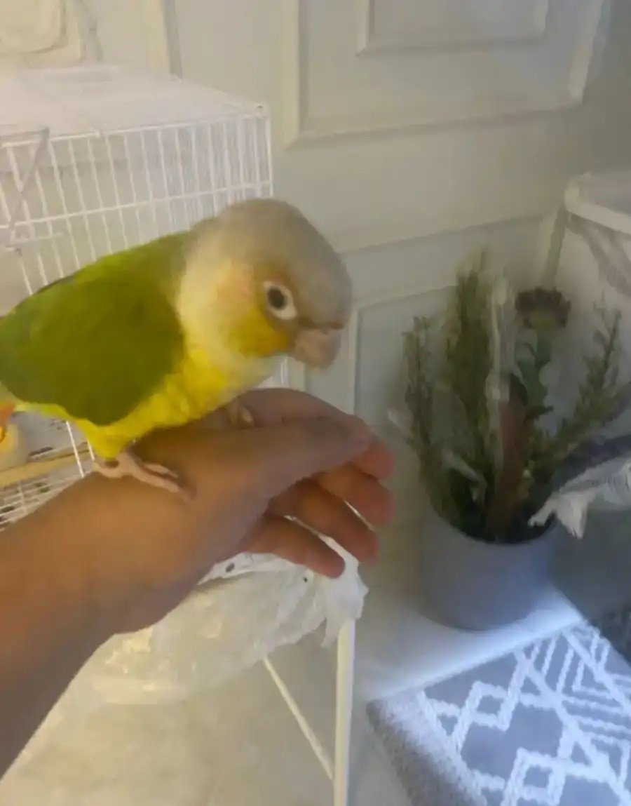 كونيور أناناس أليف وما يعض ويتكلم