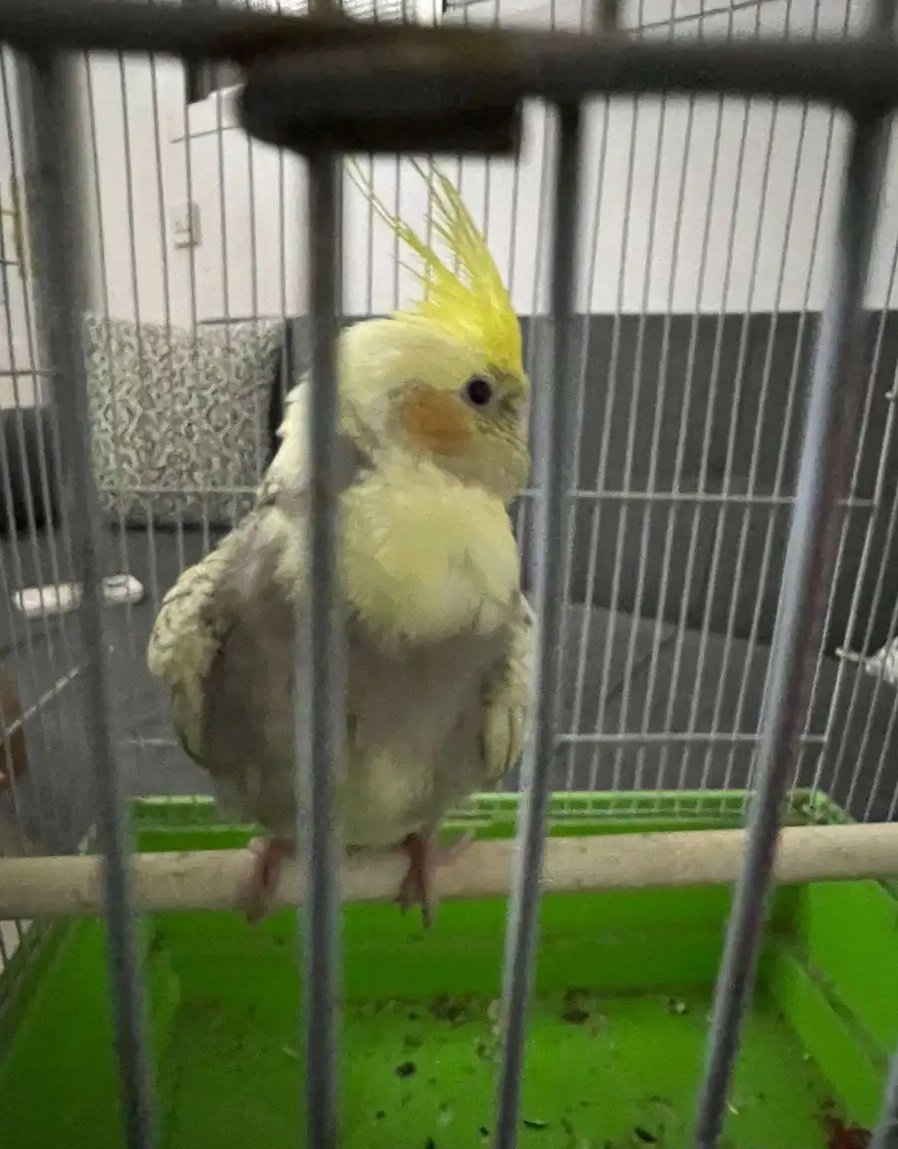 طير كروان أليف جدا