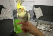 طير كروان أليف جدا