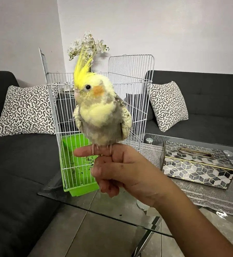 طير كروان أليف جدا