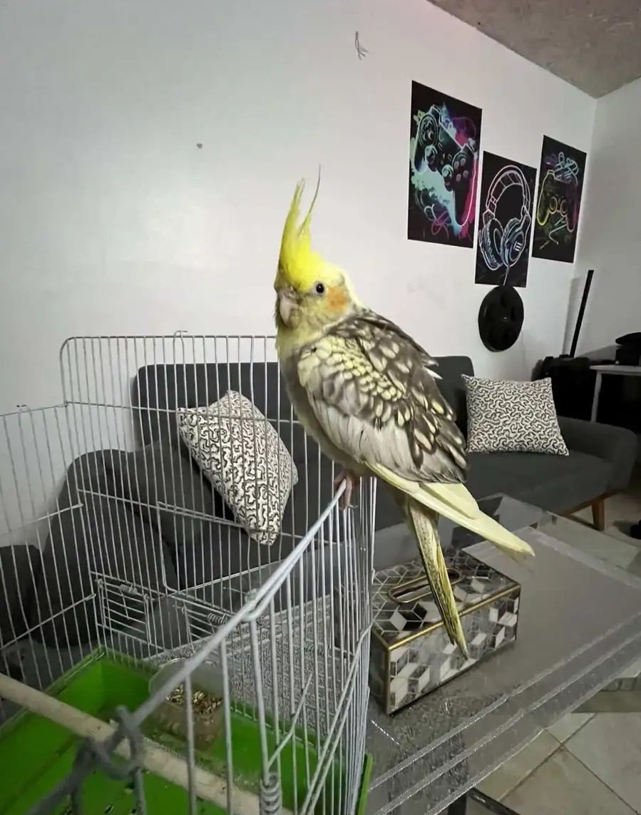 طير كروان أليف جدا