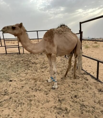 بكره لقيه