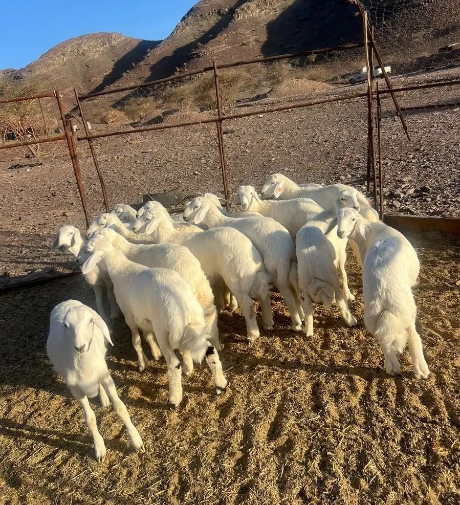 خرفان فاخره