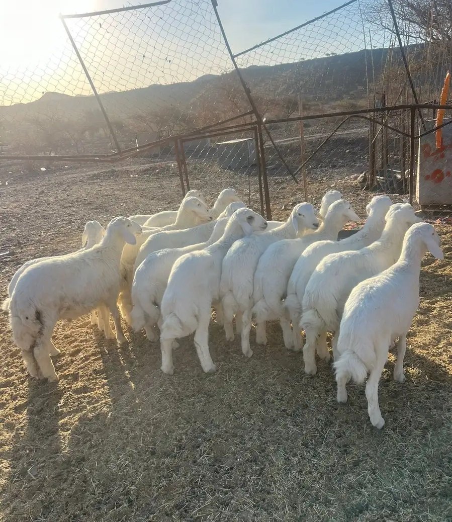 خرفان فاخره