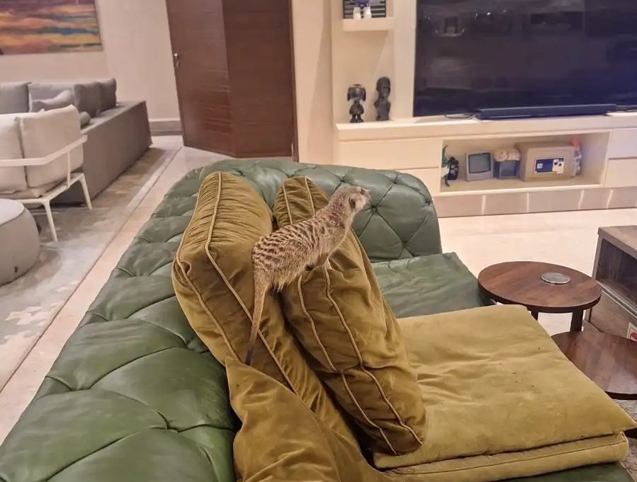 نمس إستيراد الخارج