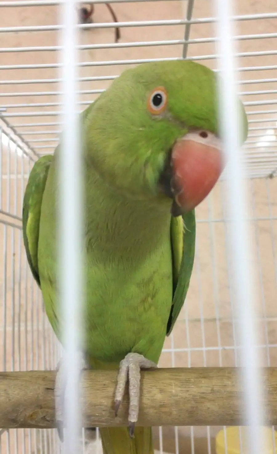 بغبغان دره انثى