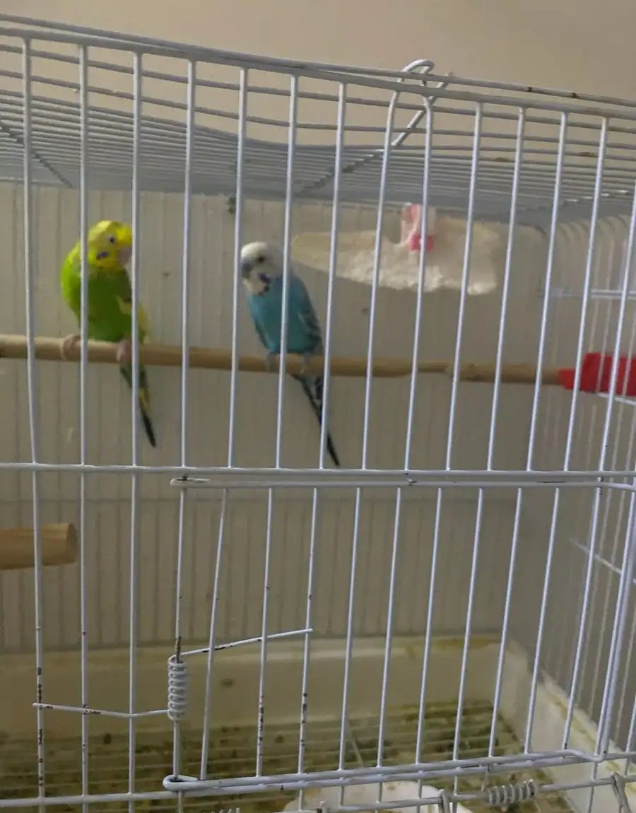 عصافير بادجى منتجة طول العام وبصحة جيدة