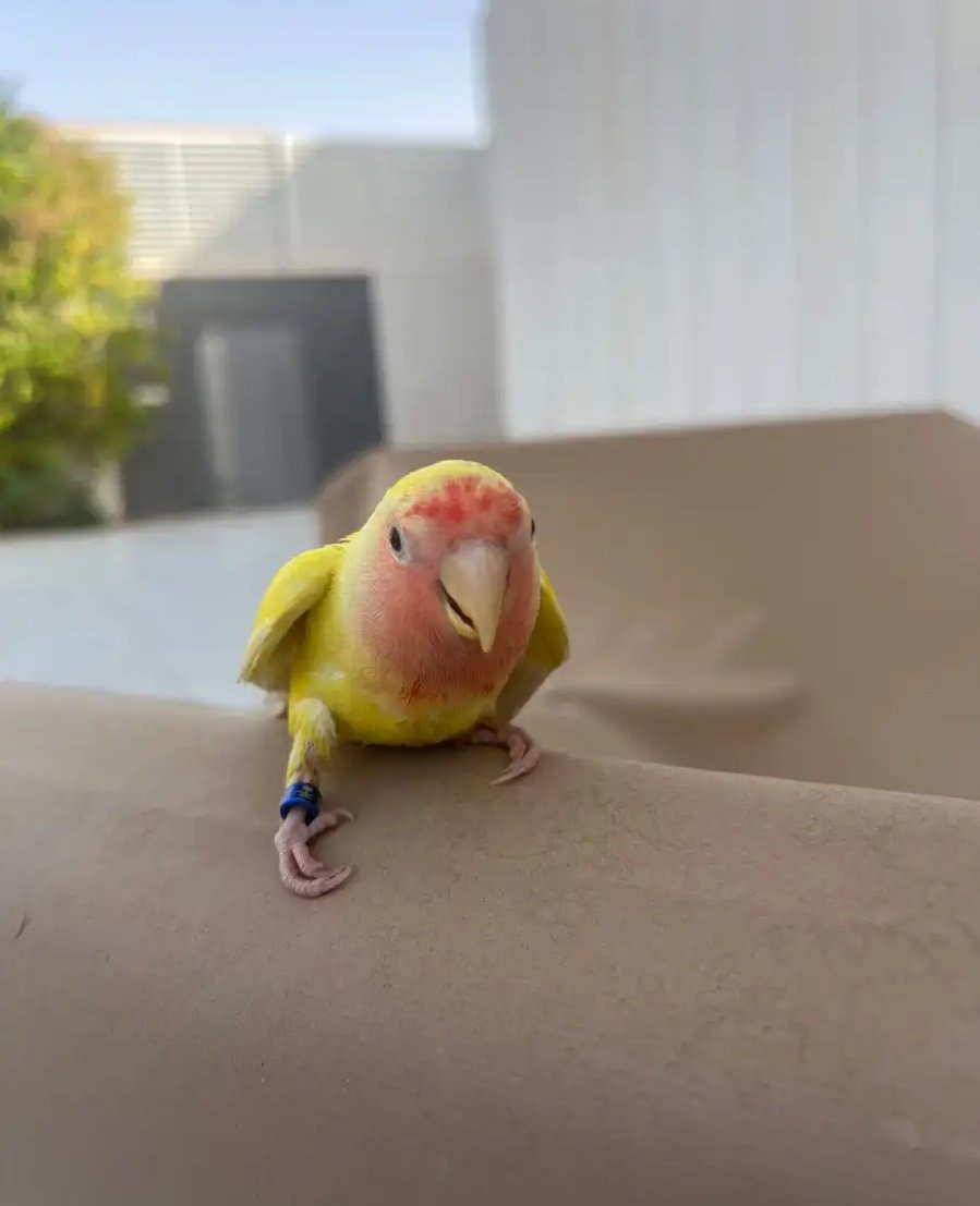 روز اصفر أليف