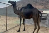 ناقه لقحه