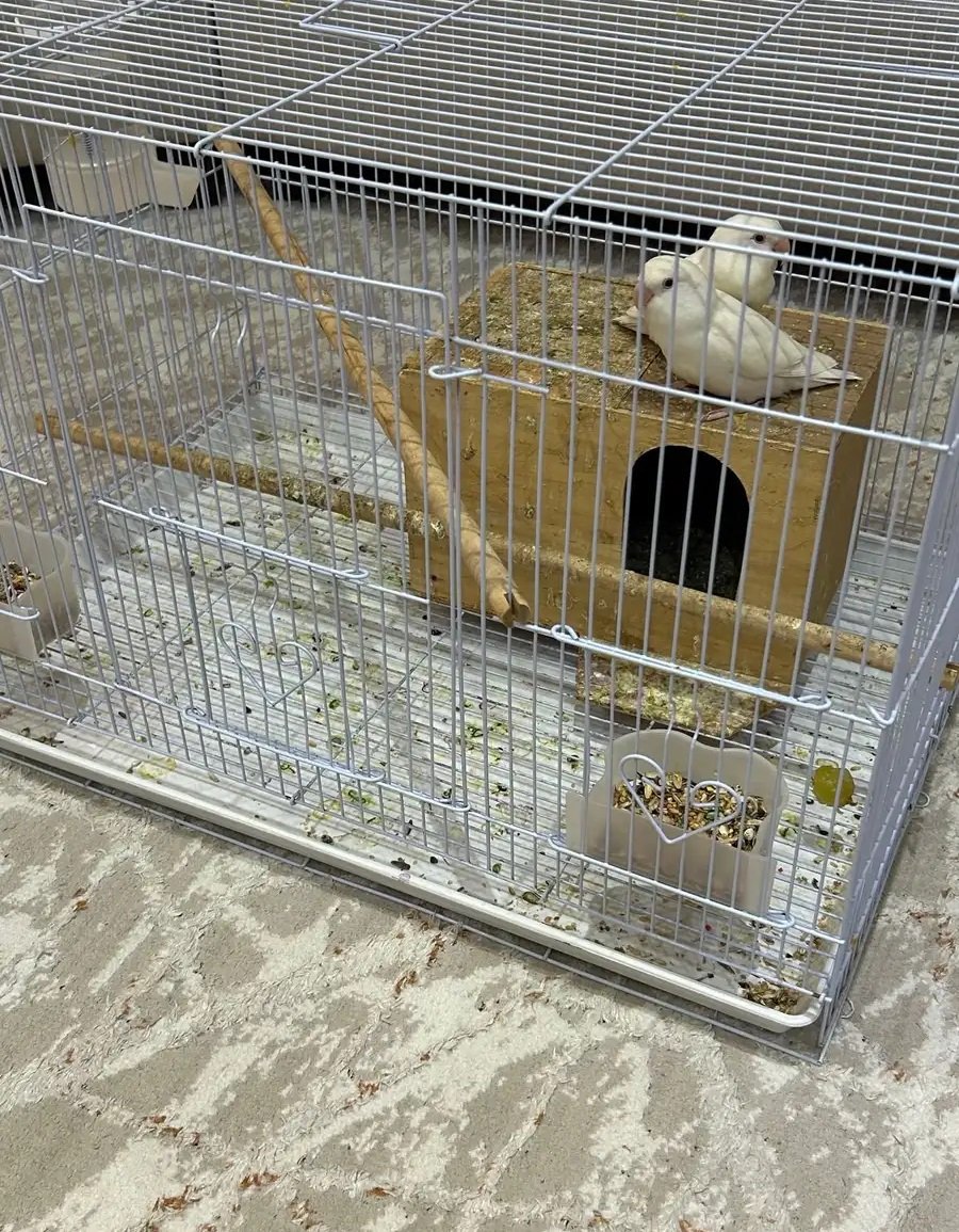 طيور روز للبيع