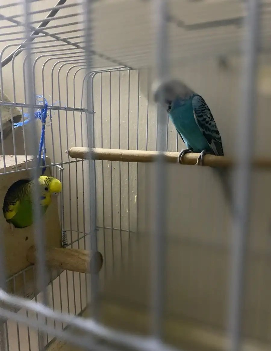 عصافير بادجى منتجة طول العام وبصحة جيدة