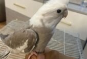 كوكتيل عمر صغير يكل لاحله أليف هدد داخلي وخارجي مافي خوف