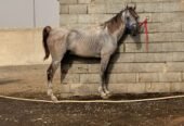 خيل شعبي طرب