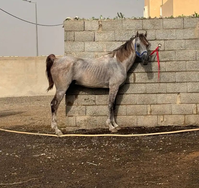 خيل شعبي طرب