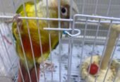 كونيور أناناس أليف وما يعض ويتكلم