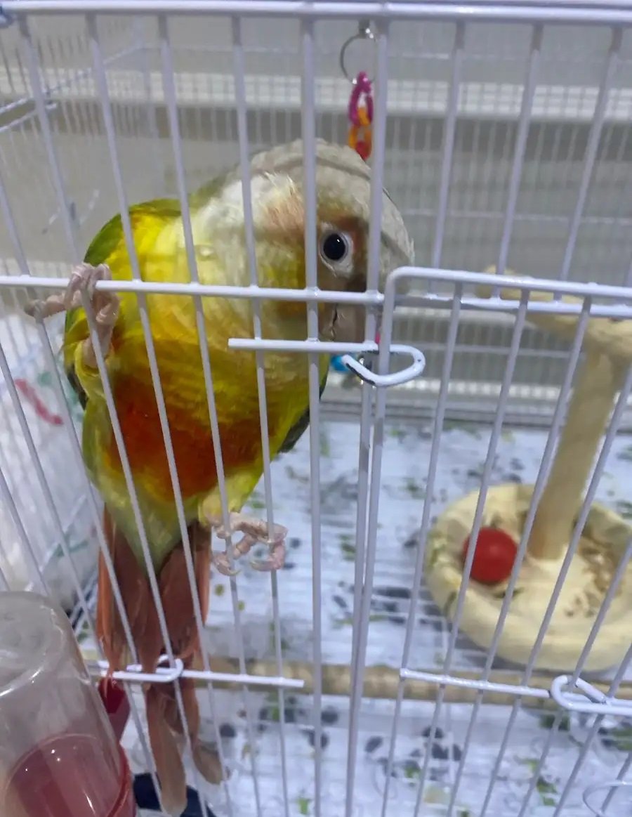 كونيور أناناس أليف وما يعض ويتكلم