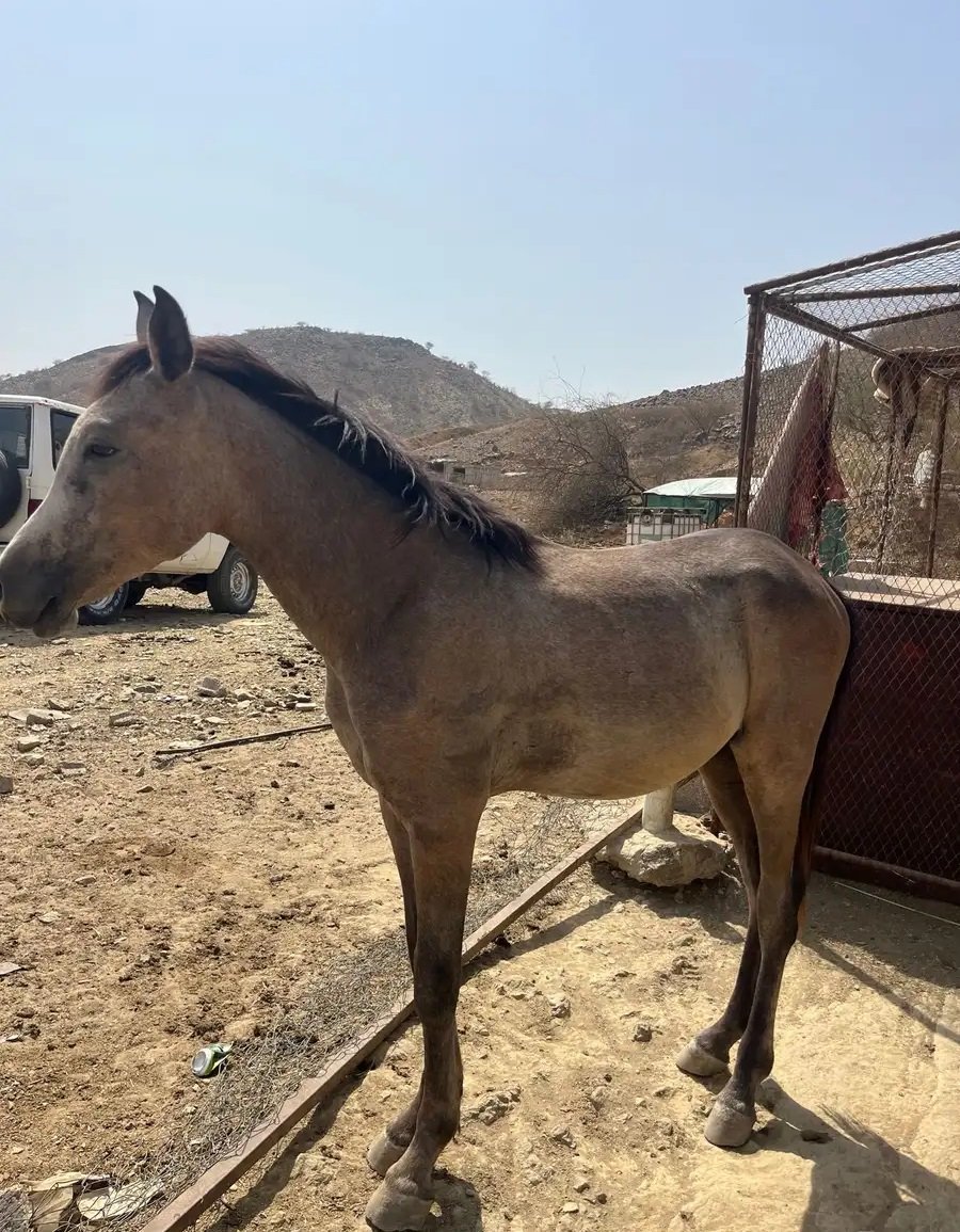 خيل مهر شعبي