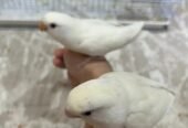 طيور روز للبيع