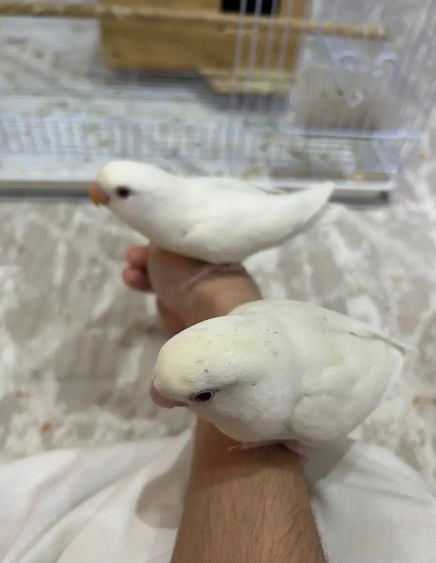 طيور روز للبيع