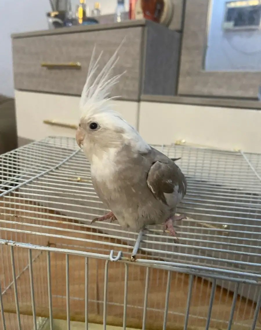 كوكتيل عمر صغير يكل لاحله أليف هدد داخلي وخارجي مافي خوف