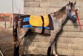 خيل شعبي طرب