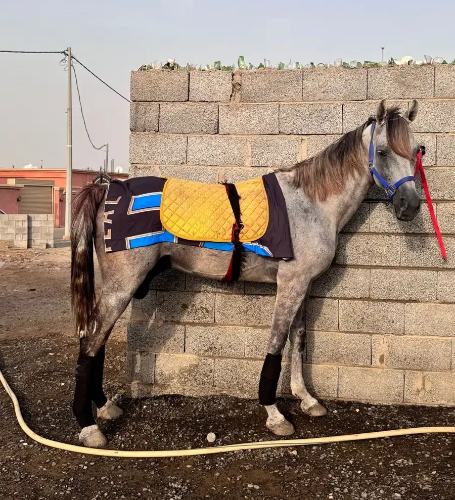 خيل شعبي طرب