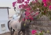 خيل شعبي طرب