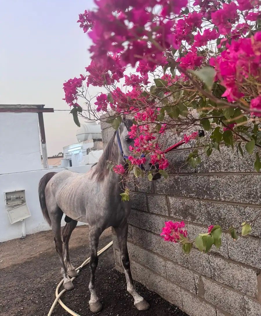 خيل شعبي طرب