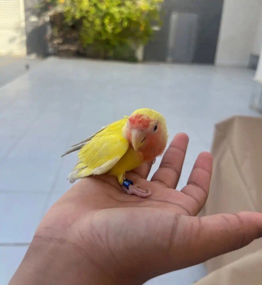 روز اصفر أليف