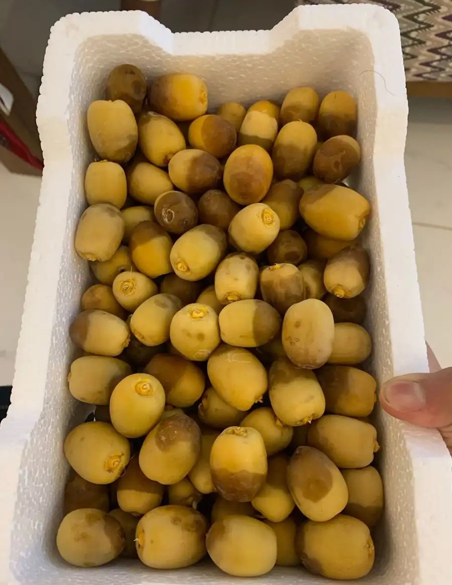 روثانه مناصيف فاخره من مزارع قباء