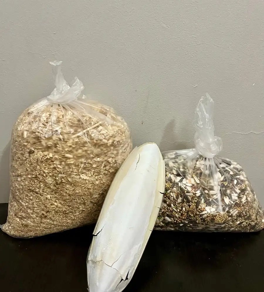 اكل طيور عظم حبار نشاره خشب