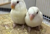 طيور روز للبيع