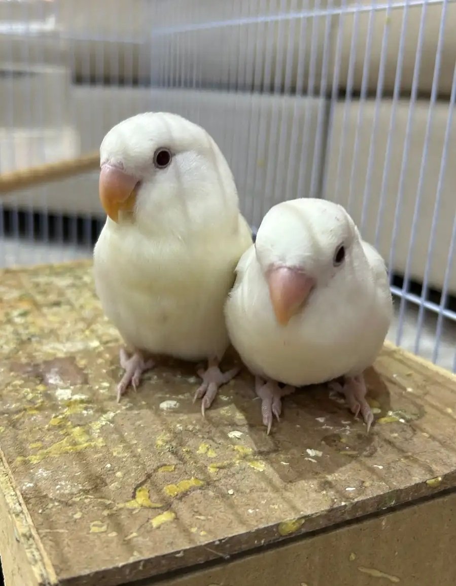 طيور روز للبيع