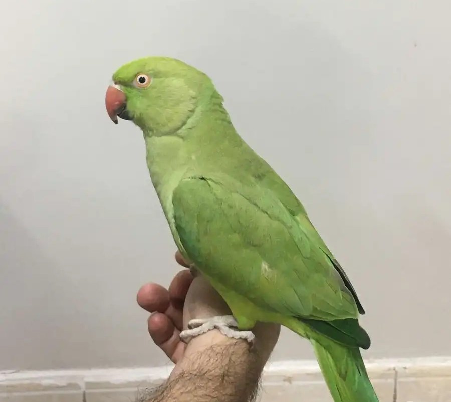 بغبغان دره انثى