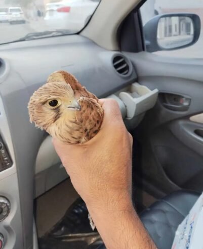 صقر البيع