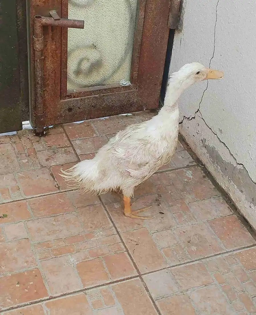 بط بكيني للبيع على السوم